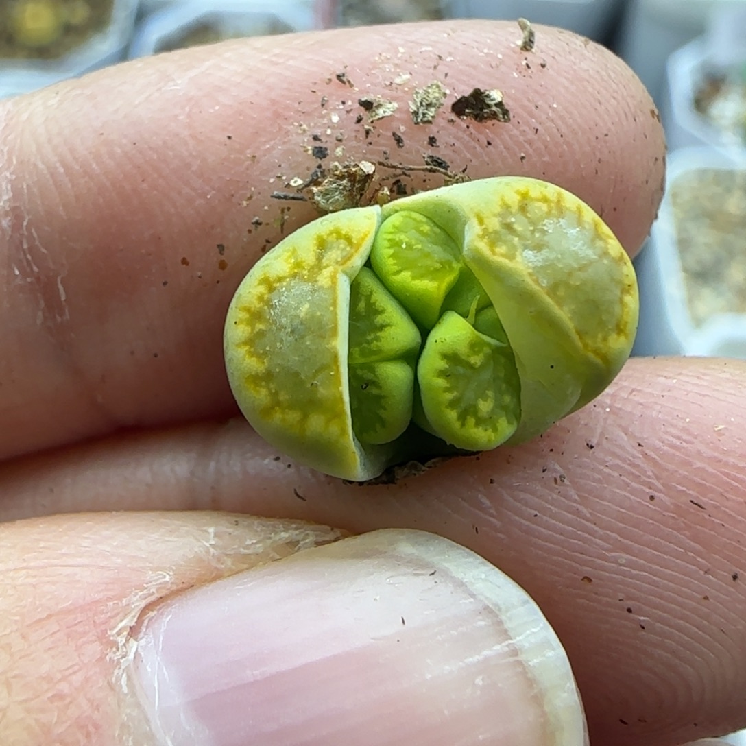 特***m918开播福利专拍30包邮