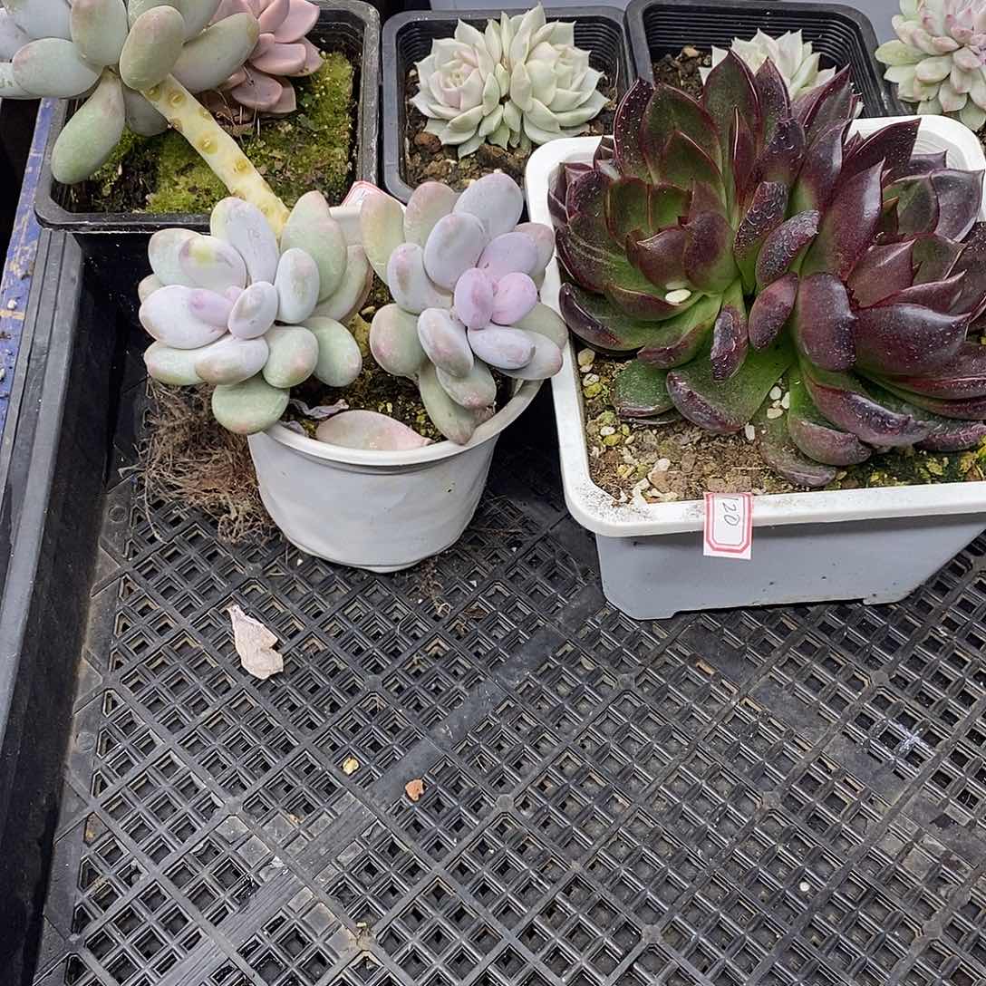 张*祥11120 老桩奶酪带锦加大红灯