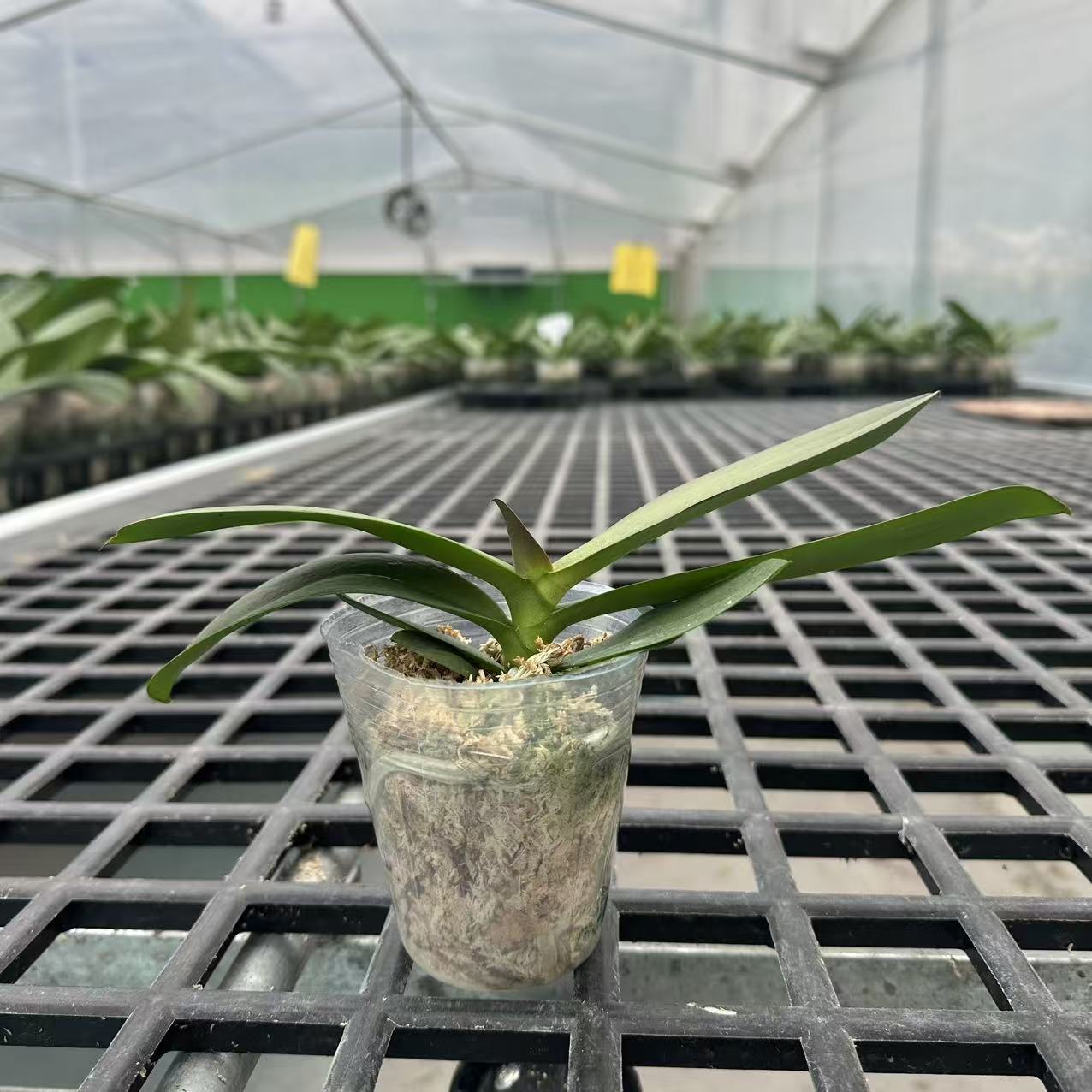 江南蝶【蝴蝶兰花后苗】