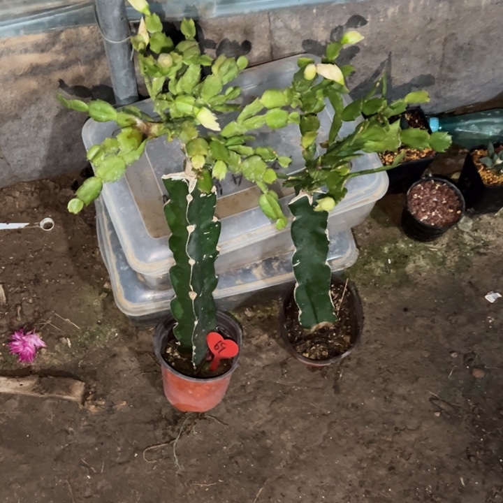 洪***哥当前无花栽培后可以开花009  两颗