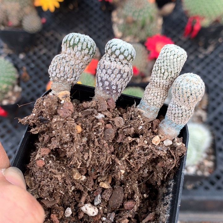 实生精巧殿+白斜子仙人球