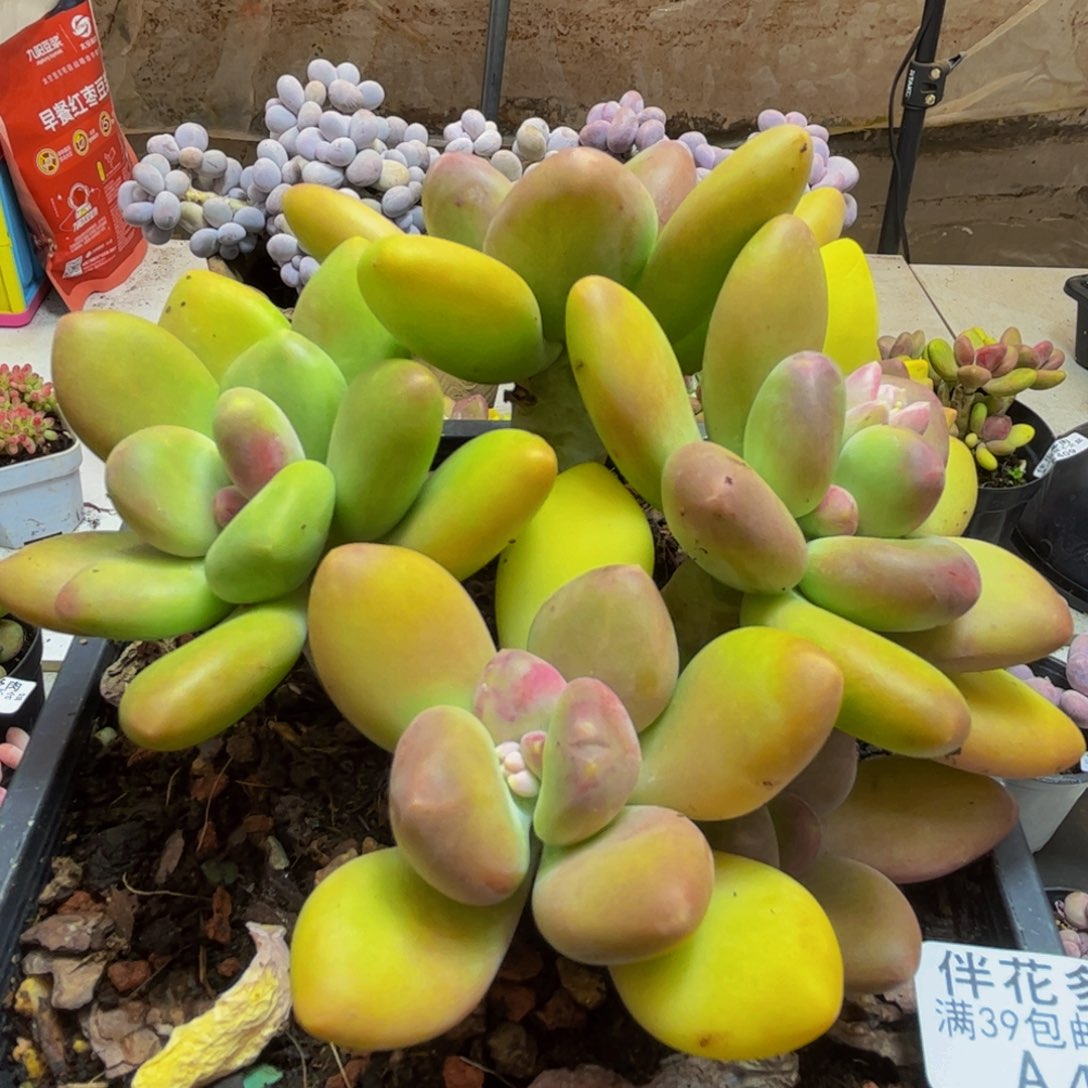 459/12cm芒果奶多肉植物