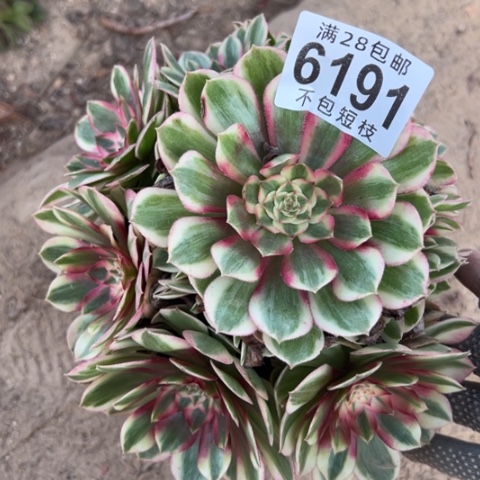 半糖多肉植物法师6191