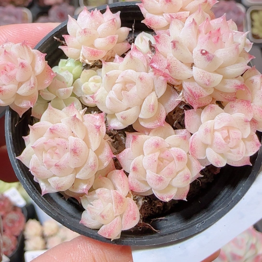 花语多肉1205-315开播福利散