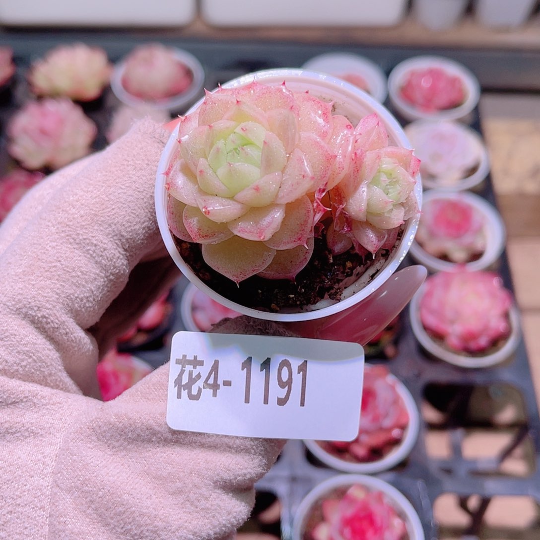 花利美4-1191麦秆