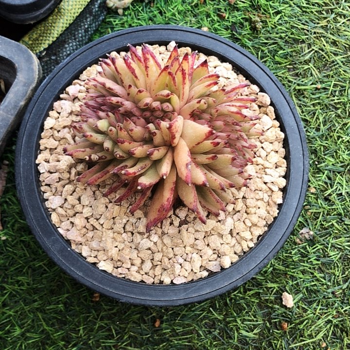 口红缀化锦多肉植物