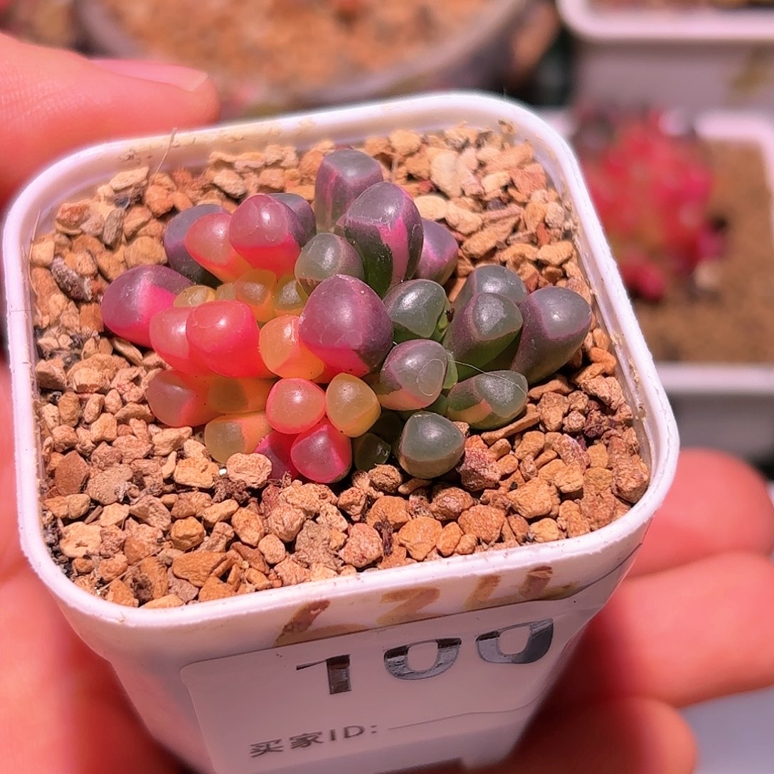 100号五十铃玉锦多肉植物锦一物一拍带盆土发货