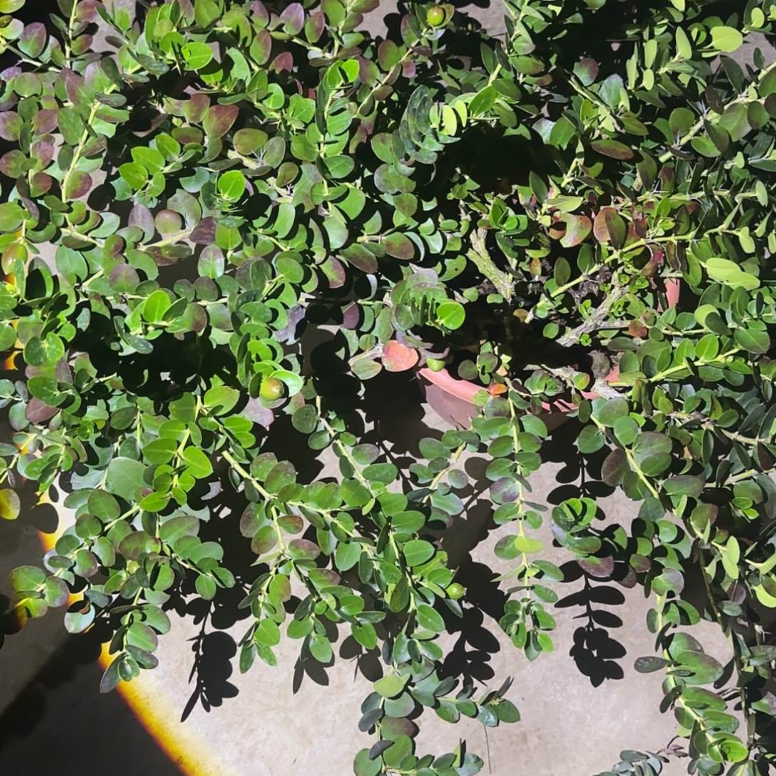 萱***爸金都一号果树111111122222