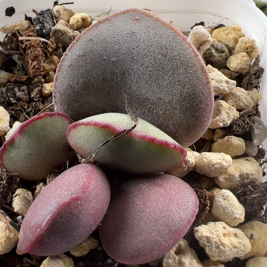 白肌红蛋大苗多肉植物水泡