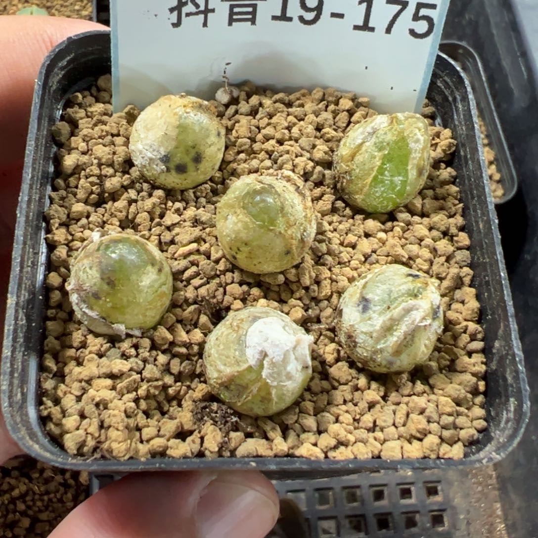 19-175鸽子蛋多肉植物，