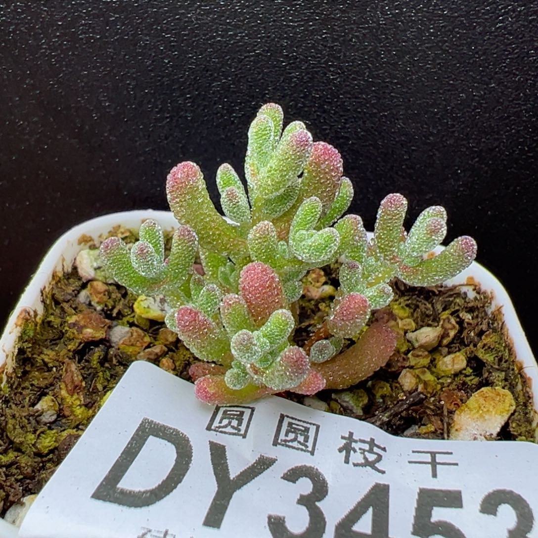 dy3453实生冰晶杂冠幅3cm