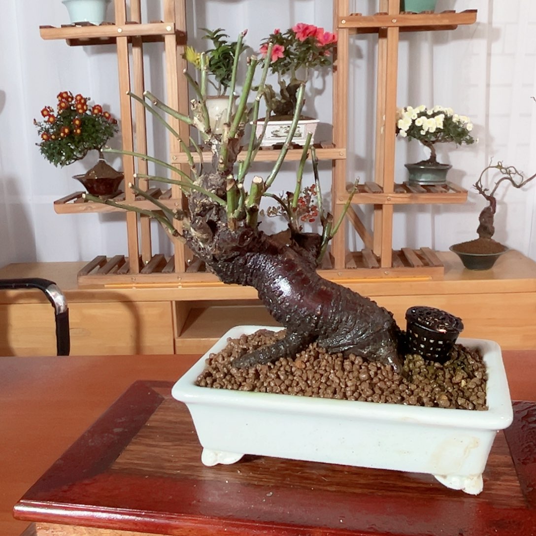 无花朵茶台摆放小品梅花