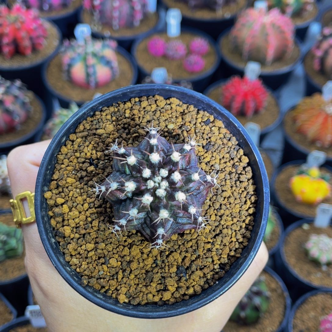 黑海00000000000188