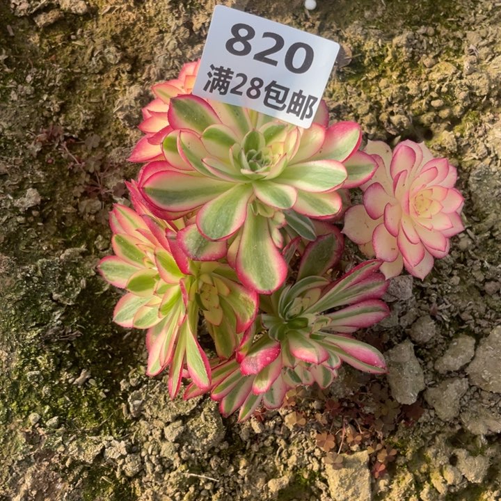 彗*820二号棚倾城多肉植物F