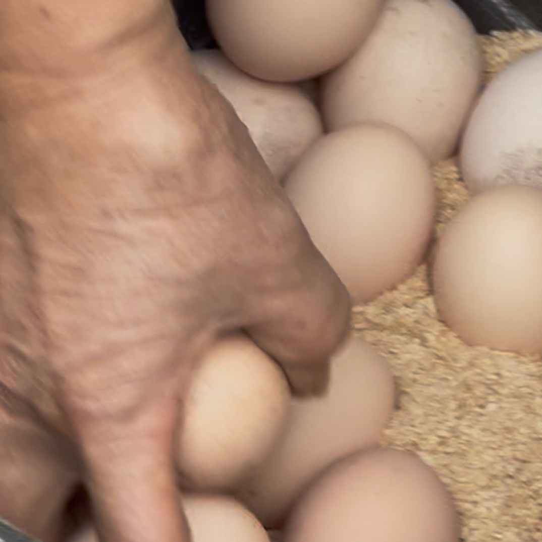 四川泸州农家散养新鲜土鸡蛋谷物喂养营养健康