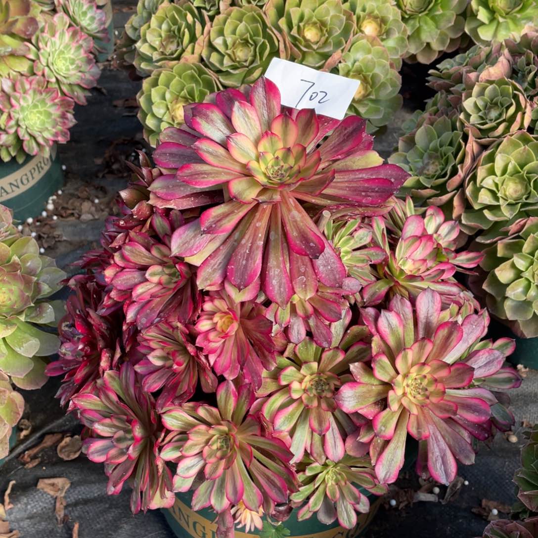 老五多肉70211111