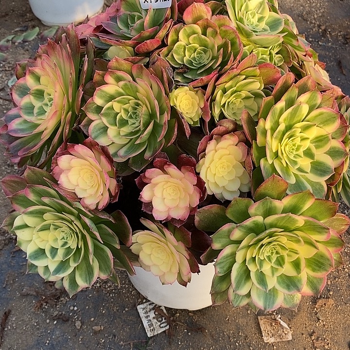 诗***方多肉植物海仙767多肉