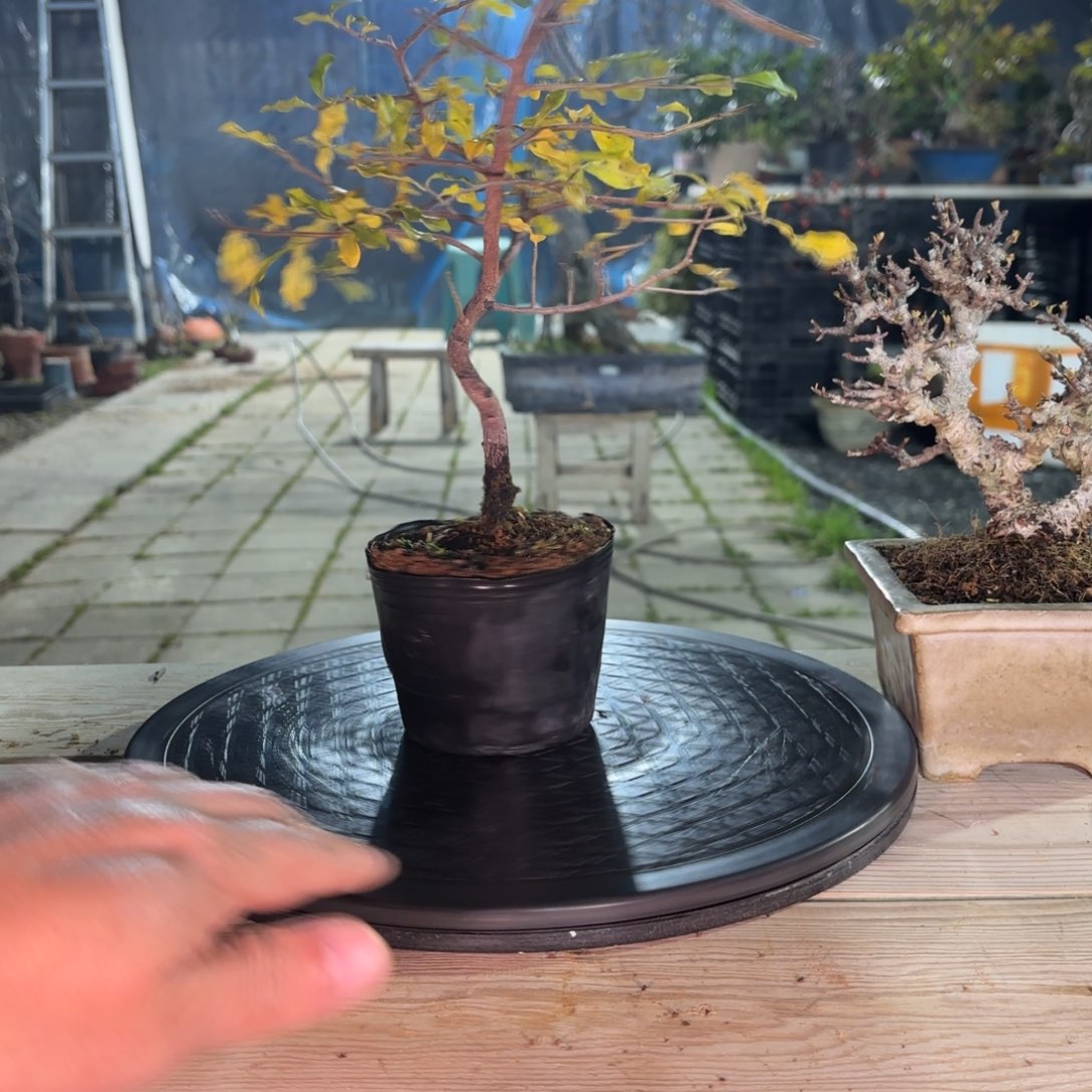 齐***珺全场盆景482号包邮