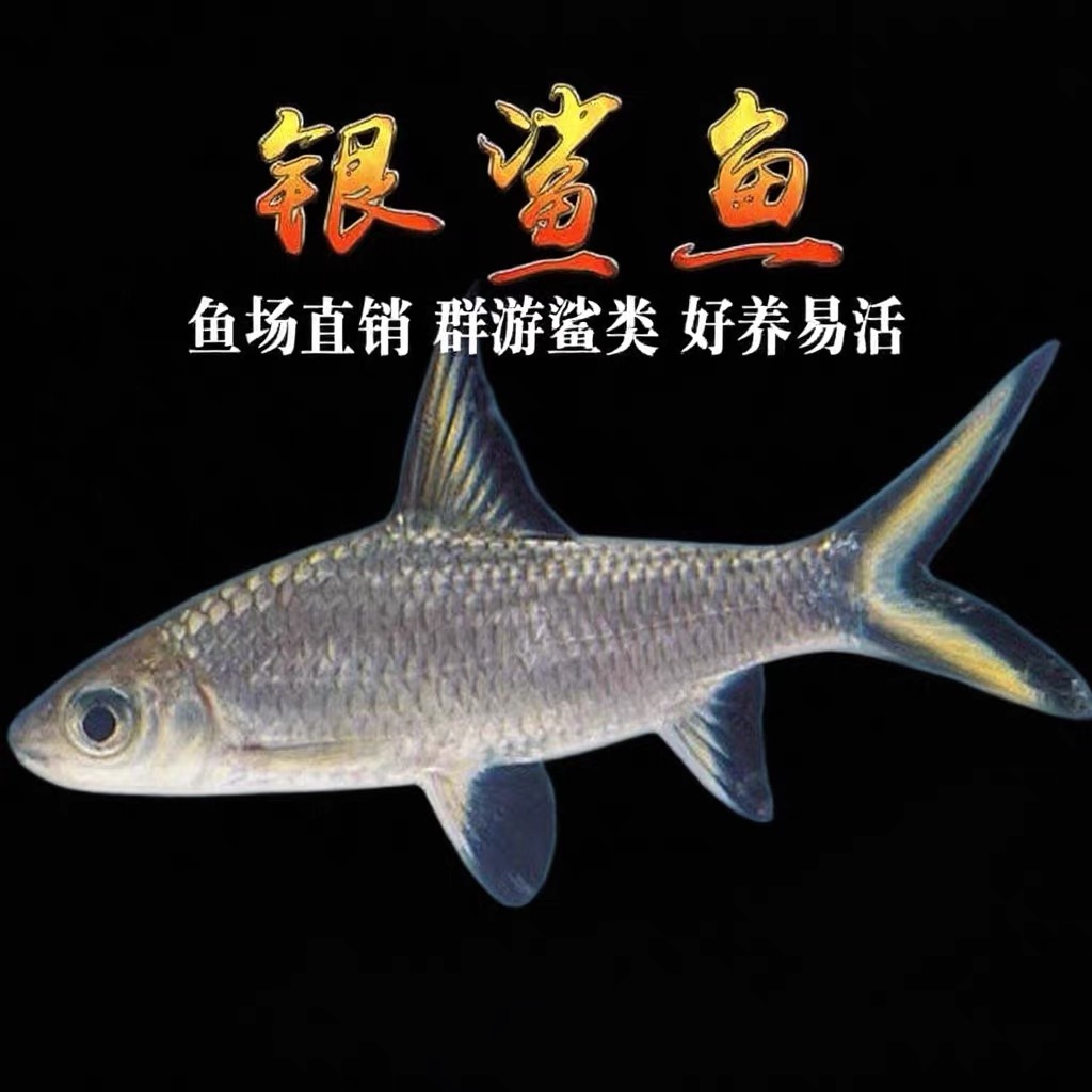 淡水银鲨鱼热带观赏鱼可混养龙鱼中大型清洁鱼活体