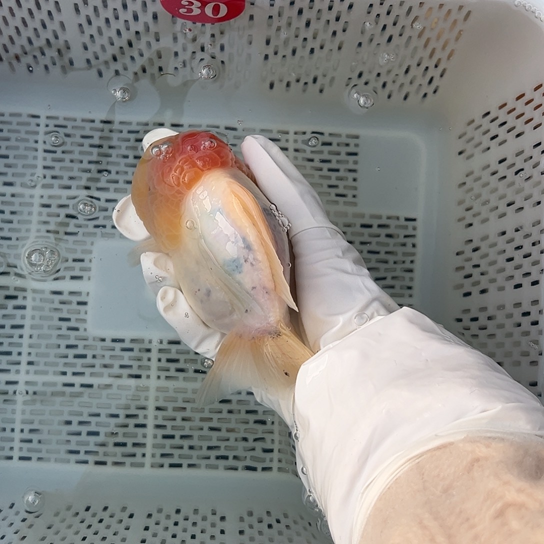 大***.包邮者将自己与自己相关联在