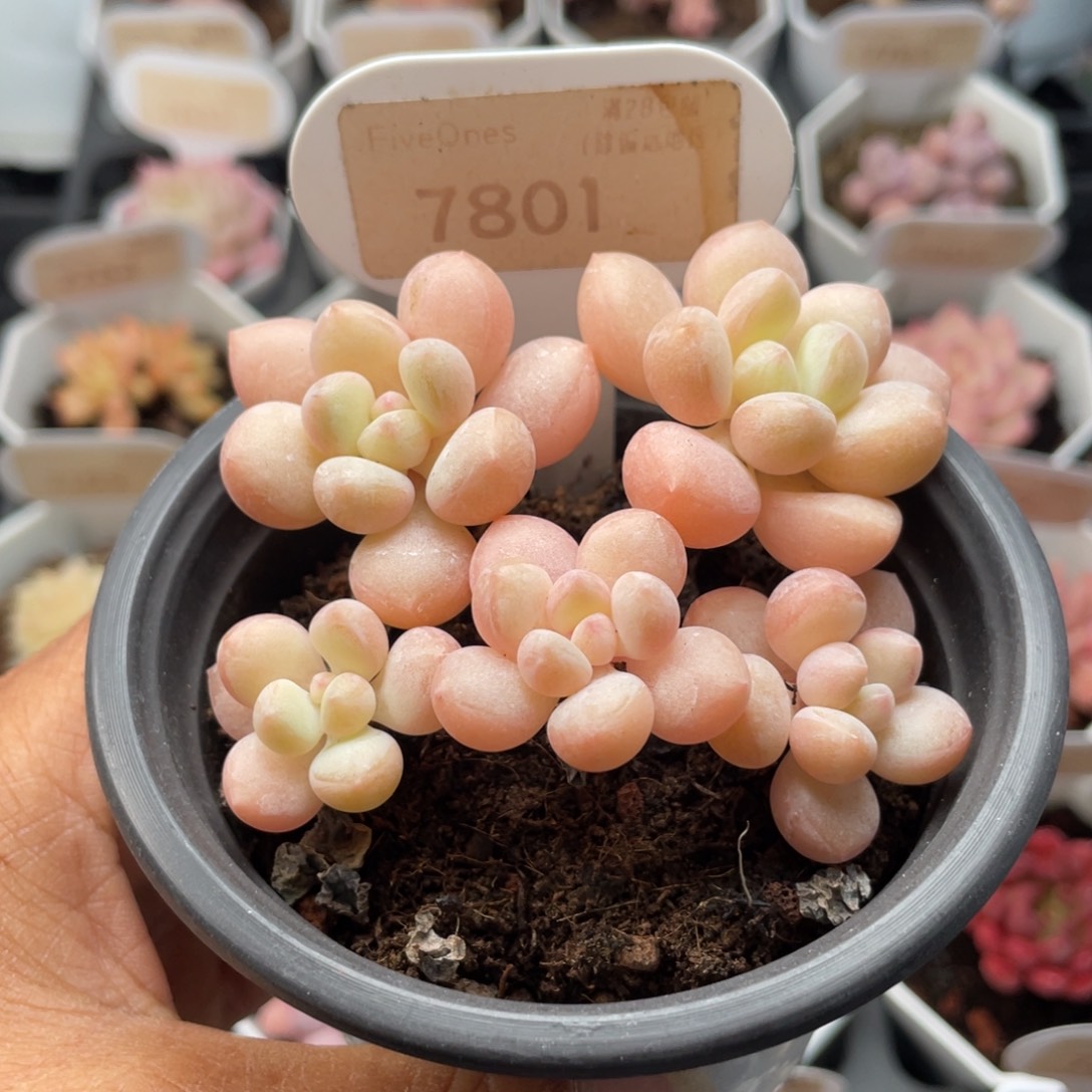 泡泡糖7801-7.0厘米