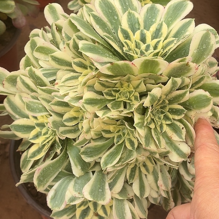 迈巴赫25公分左右一棵