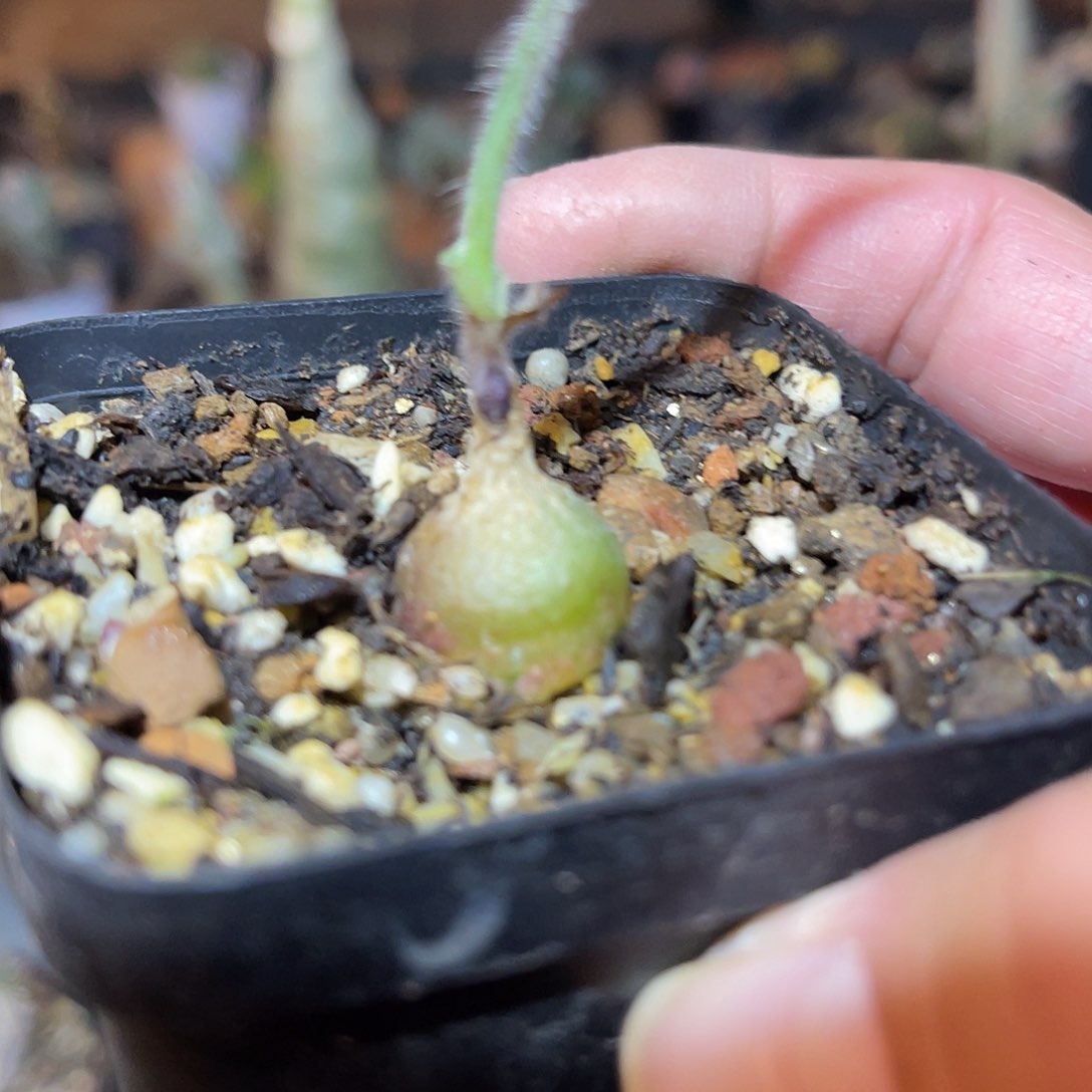 满38包邮2天凑单，脱土晾根发货多肉植物毛海葱