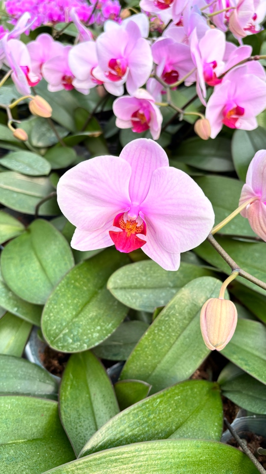 蝴蝶兰  华盛顿  无花无梗苗3.5寸杯