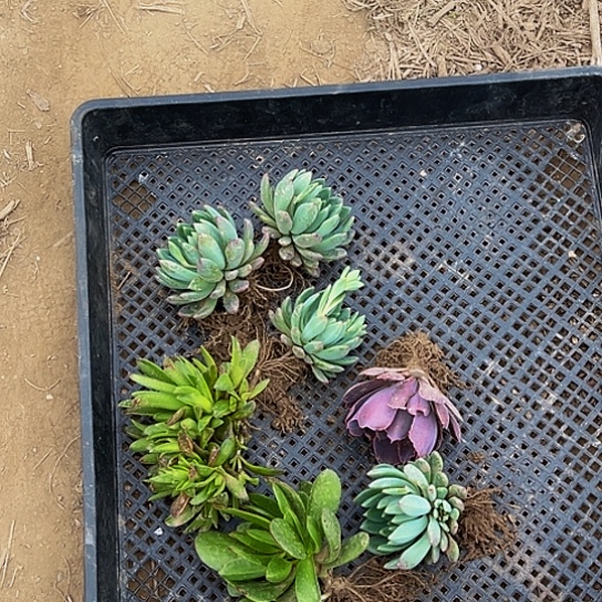 多肉拼盘七颗一单