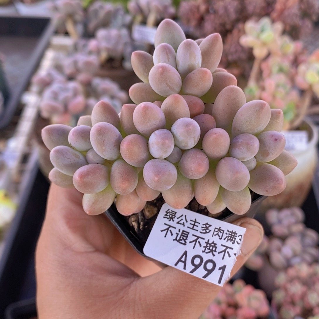 黄金手指6cm991多肉植物