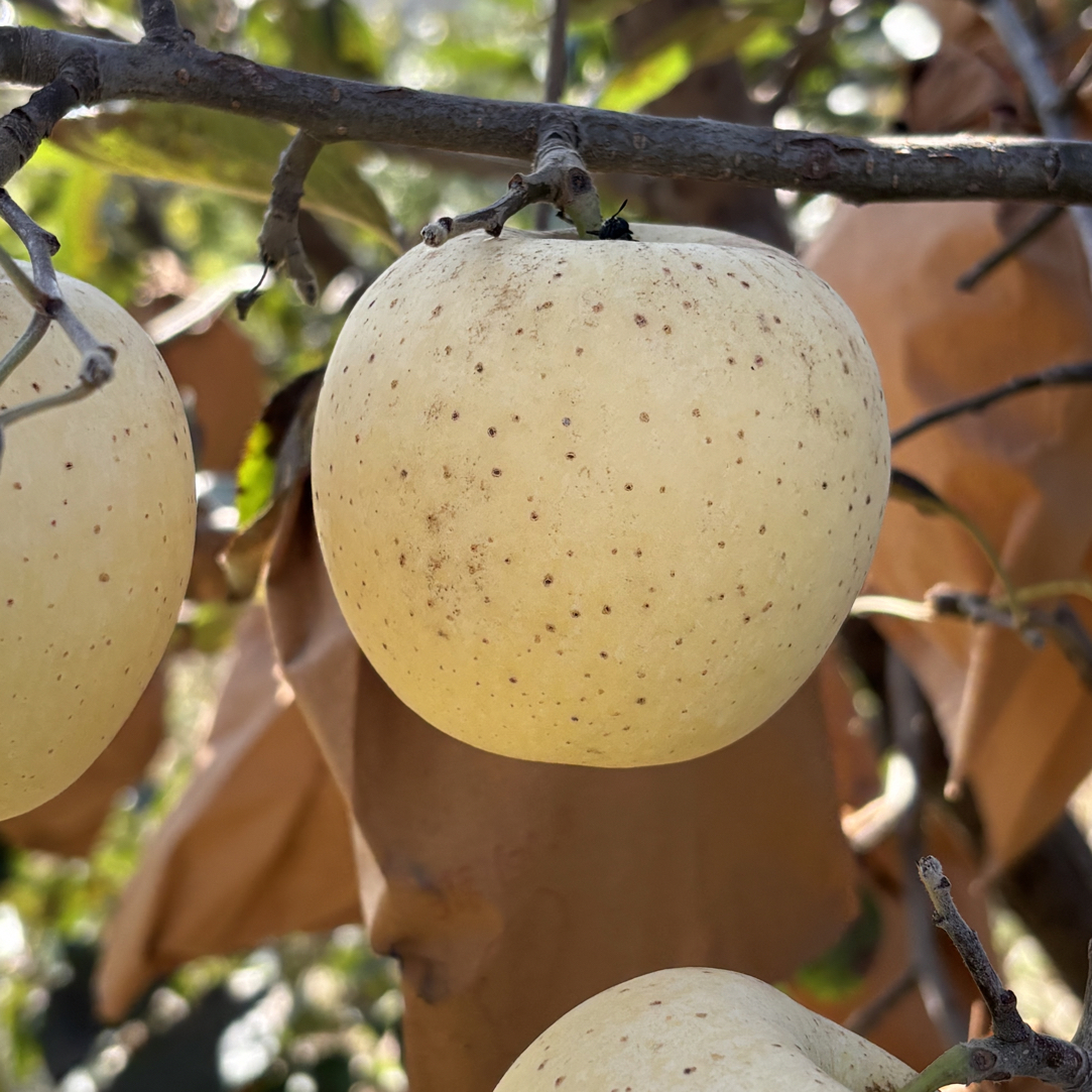 正宗烟台栖霞黄金维纳斯苹果（纯甜无酸）