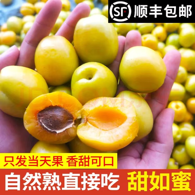 【新人福利】珍珠油杏 太行蜜杏  单果10g+ 生鲜水果 源头直发 包邮