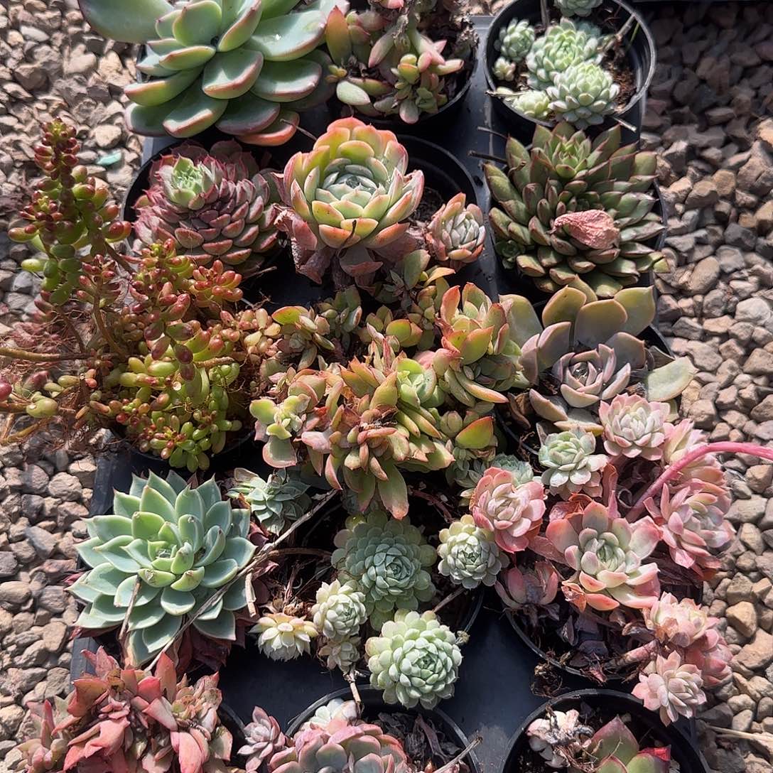 多肉植物多肉植物多肉植物