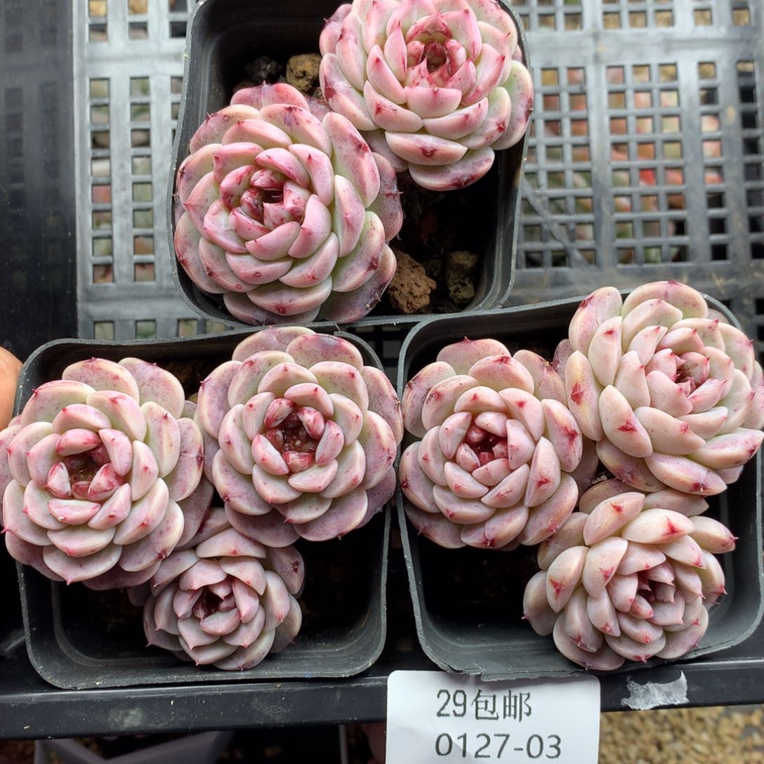 0127-03 天鹅绒三颗 不包整