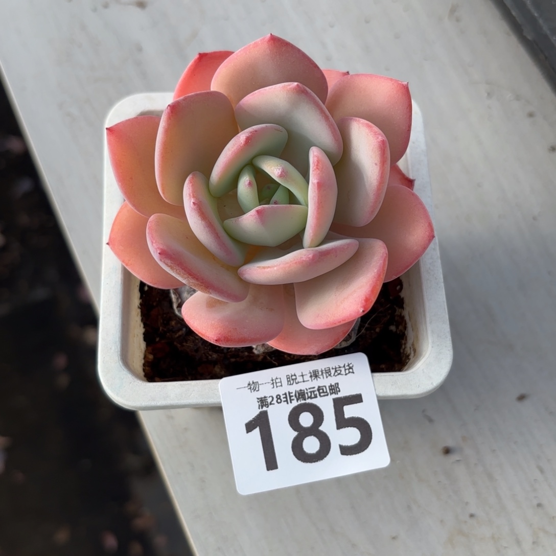 白月光单头无盆土发货