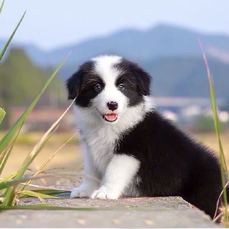 边牧幼犬纯种3个月边境牧羊犬黑白三通七白陨石色边牧高智商宠物