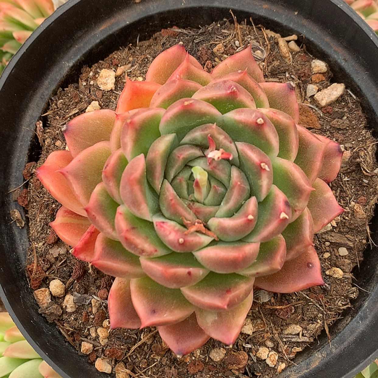 【闪购商品】云540