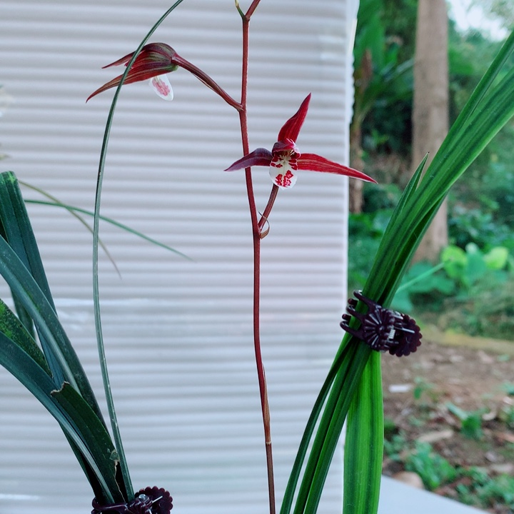 细***杨完全开放子母2苗2花