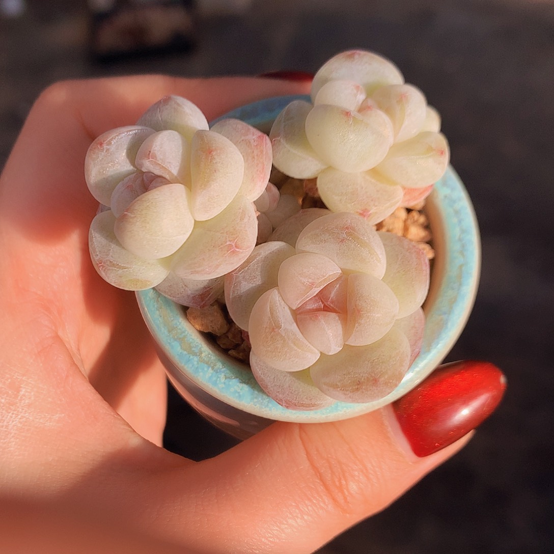 三头极品冰玉带盆土发