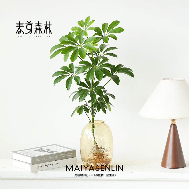 八方来财鸭脚木你盆栽可造型植物花卉办公桌面绿植客厅四季好养