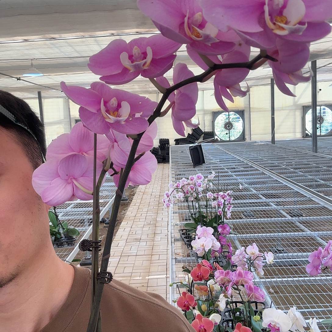 完全开放安娜当苗