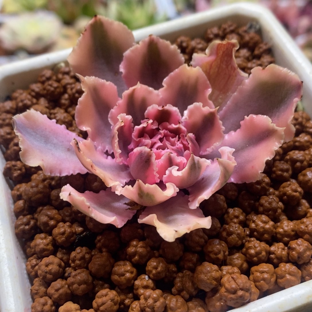 晚霞之舞锦 多肉植物