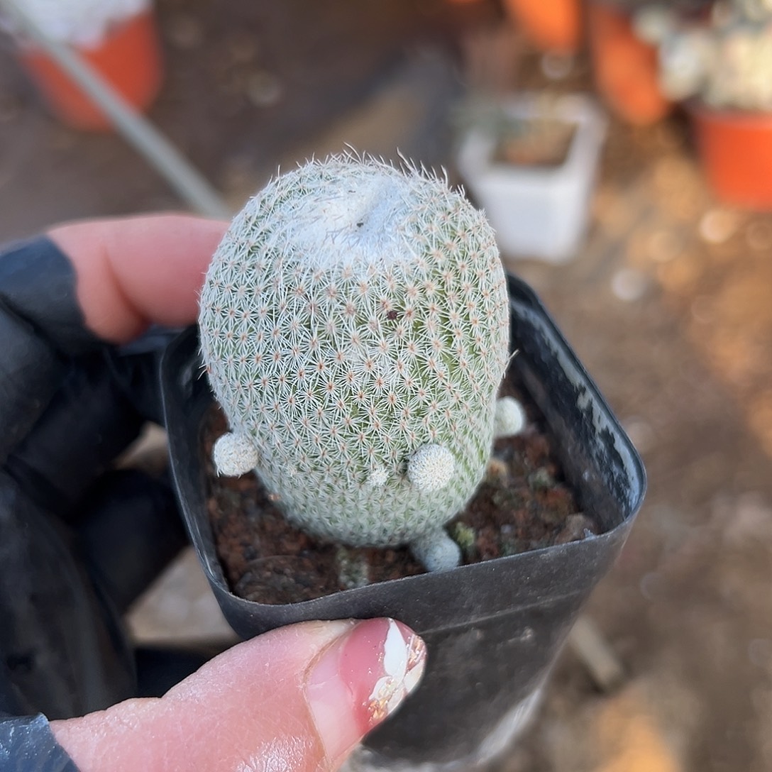 多肉植物月世界开花