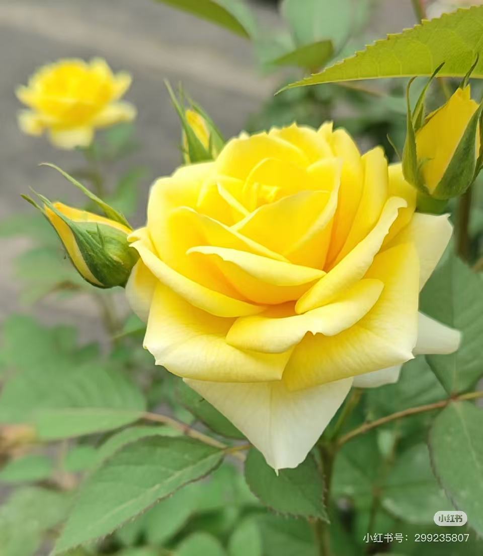 180盆绿美人月季带加仑盆四季勤花盆栽地栽室内室外耐热耐寒好