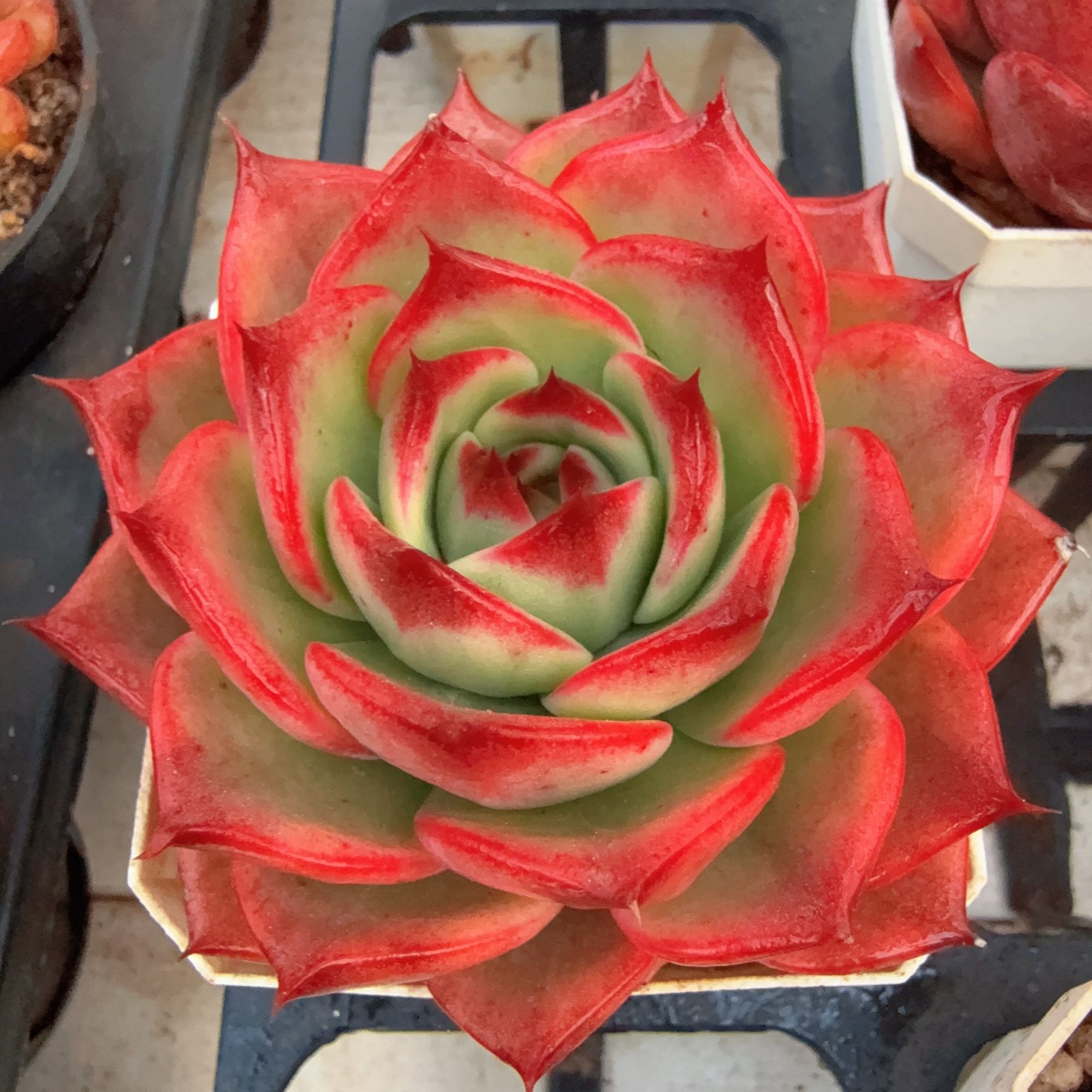 70#透红桃花锦单头（4-7cm）脱土