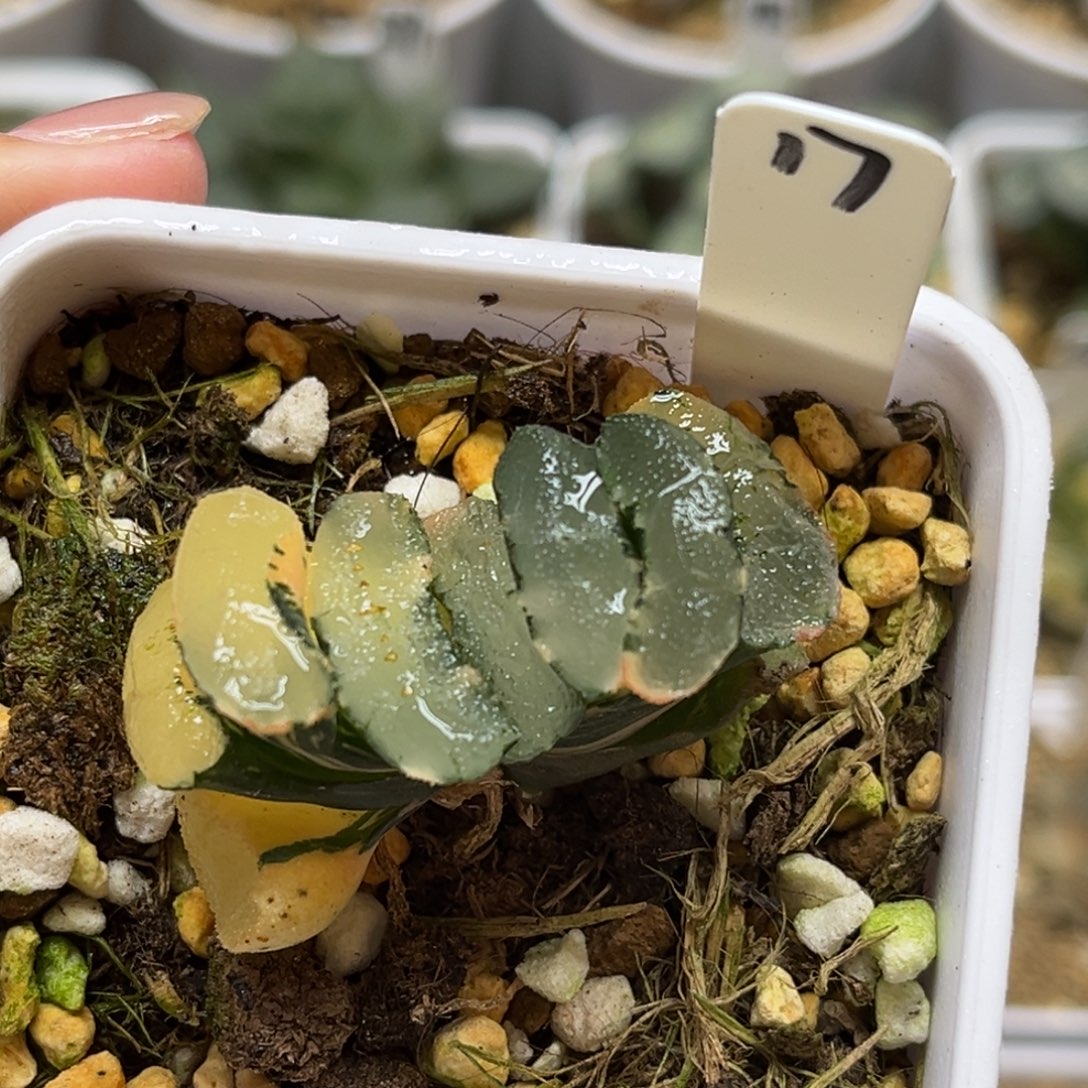 17海也玉扇锦（根一般介意勿拍）