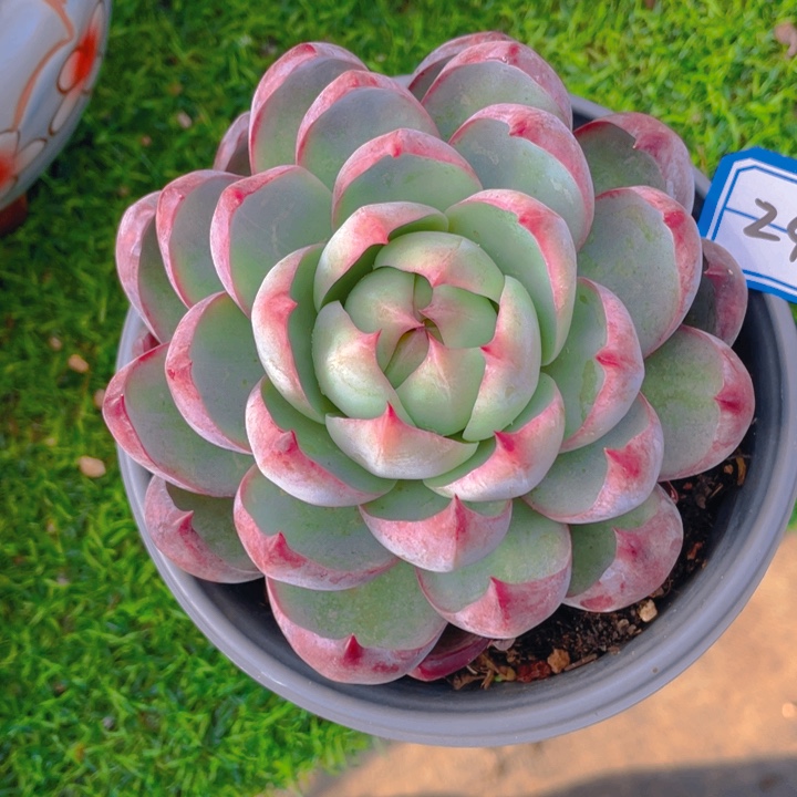 谢谢你的支持000000245