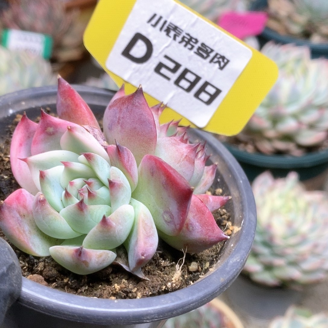 288锦锦锦锦锦锦