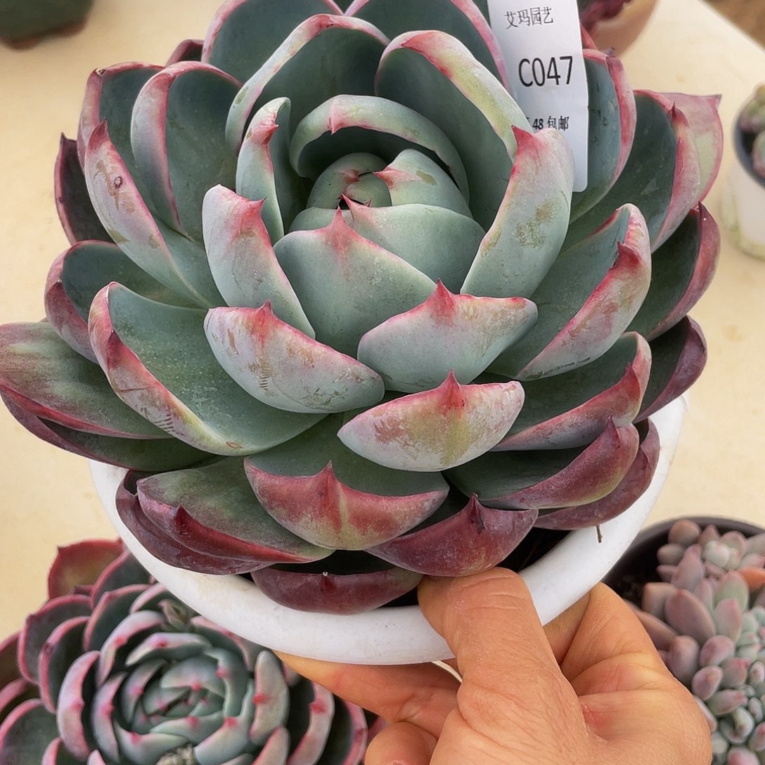 惊鸿047 多肉多肉多肉