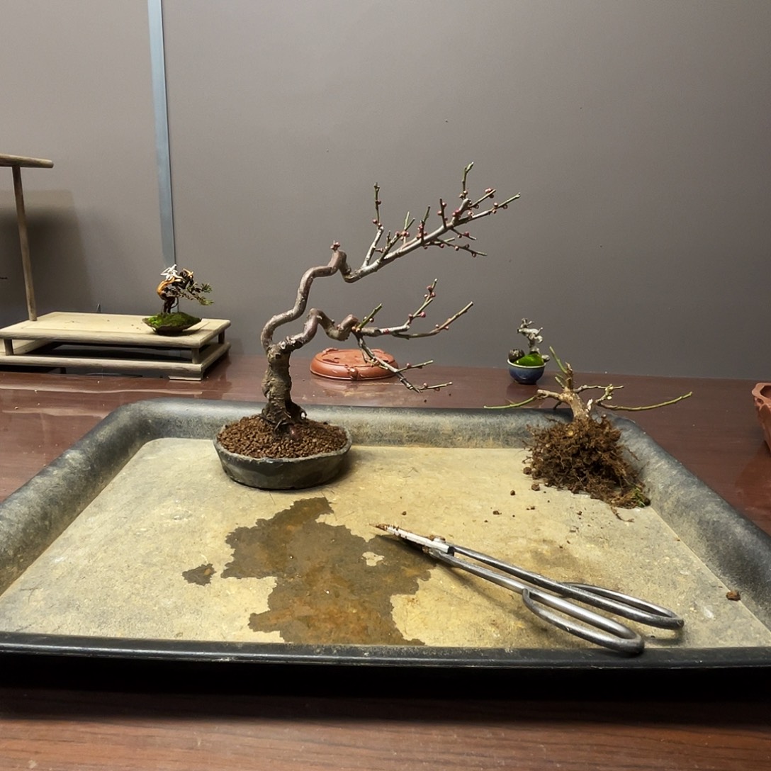 栋***哥无花朵梅花花开富贵吉祥